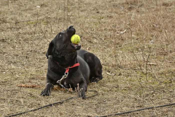 Bleki czarny mix labradora do adopcji