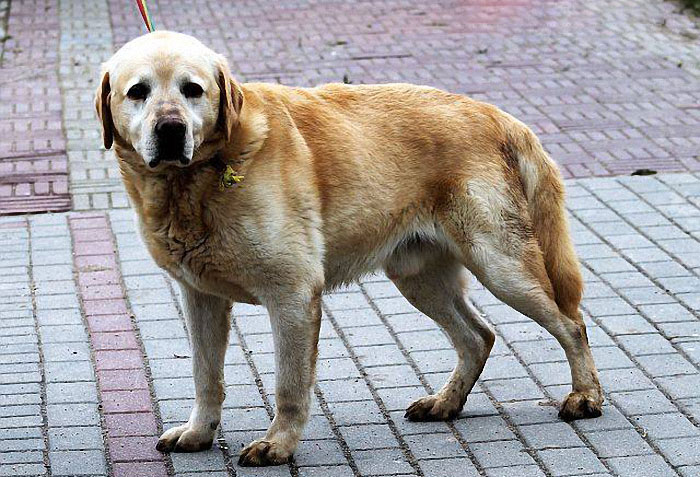 Ringo - 2 letni samiec do adopcji