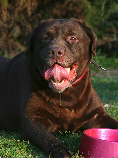 Portret Bazyla
