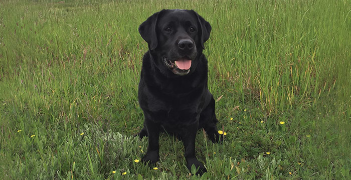 Hektor labrador z rodowodem