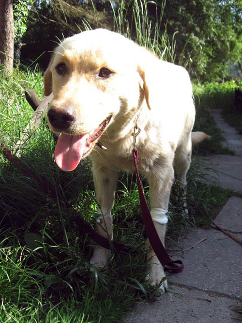 znaleziono labradora