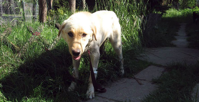 znaleziono labradora