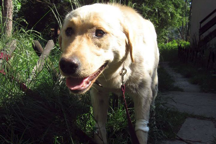 znaleziono labradora