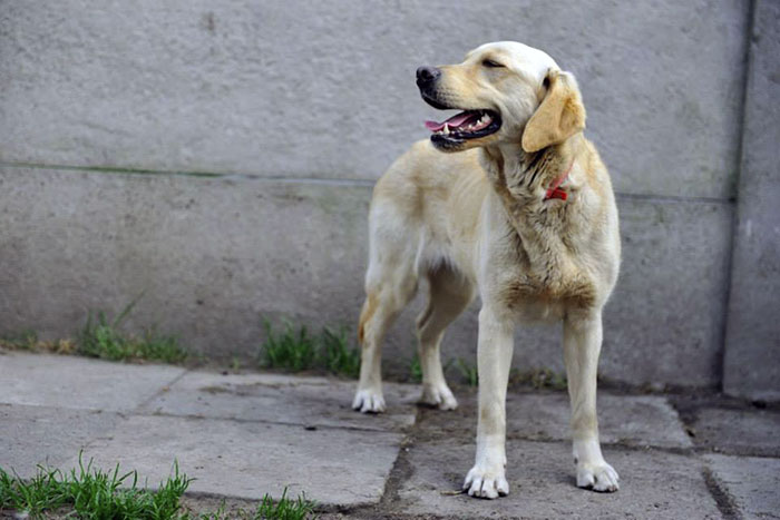Lusia mix labradorki