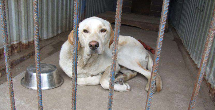 Znaleziony labrador e Kielcach