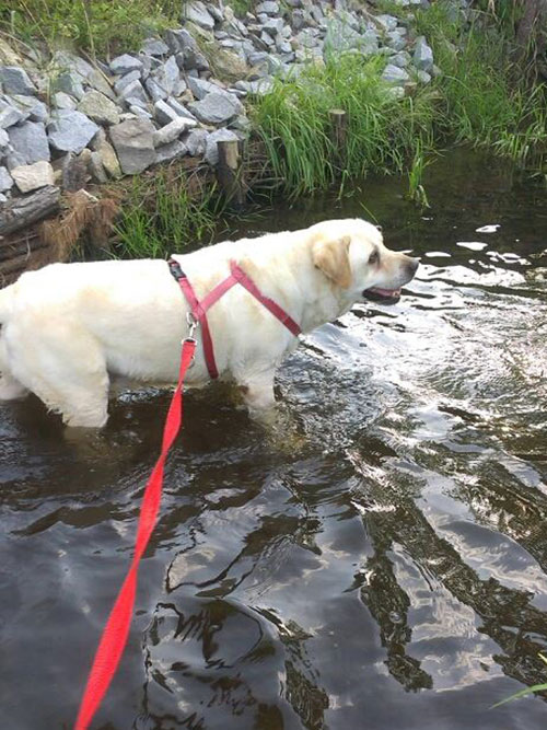 Marley lubi wodę