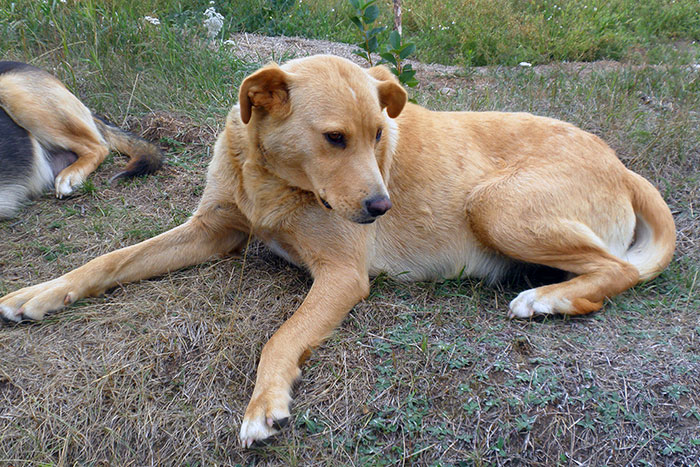 Ruda