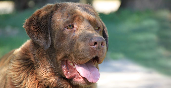 Czekoladowy labrador do adopcji