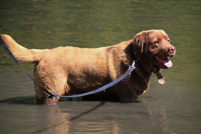 Czekoladowy labrador do adopcji