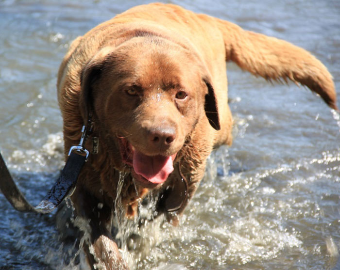 Czekoladowy labrador do adopcji