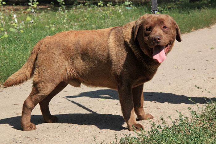 Czekoladowy labrador do adopcji