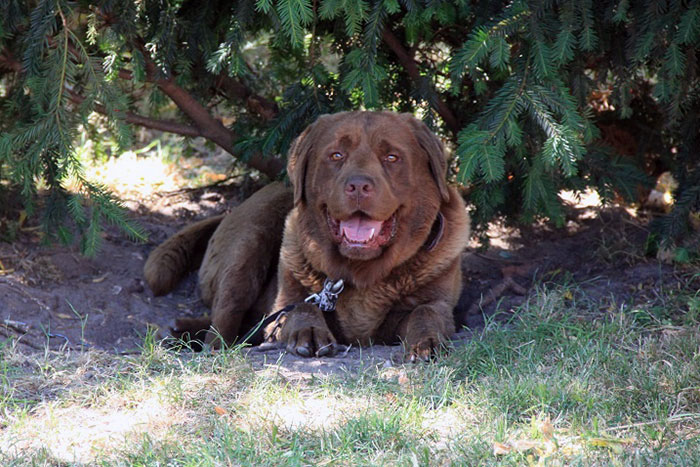 Czekoladowy labrador do adopcji