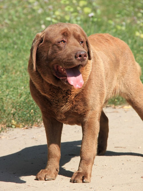 Czekoladowy labrador do adopcji
