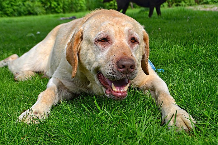 Labradorka Bazylia