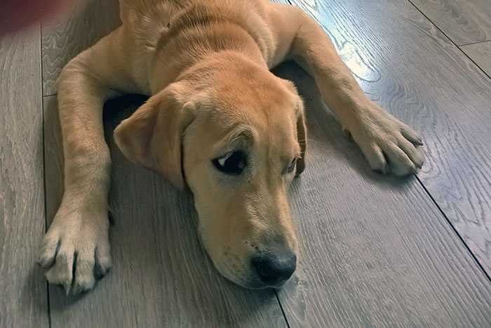 Bilbo