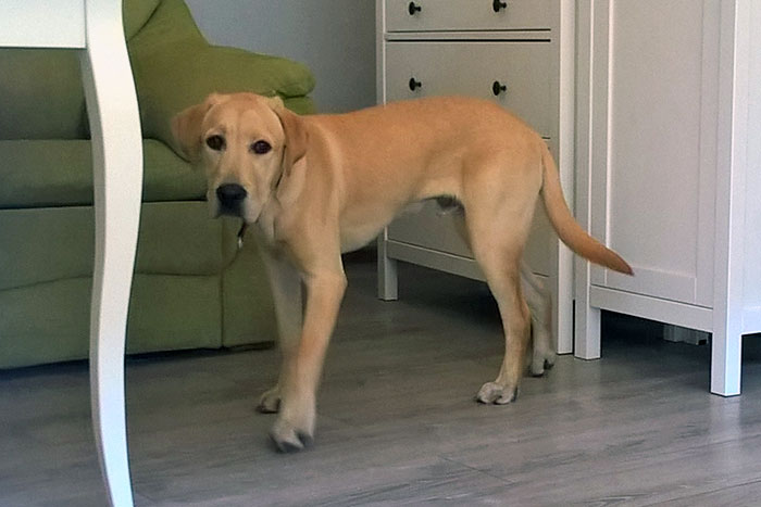 Labrador Bilbo