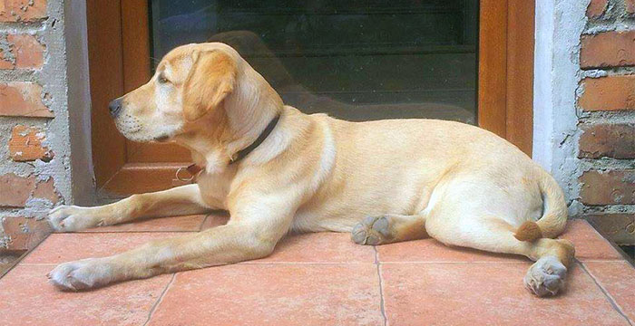 Szczeniak labradora