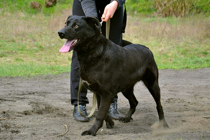 Duduś