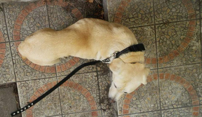 labradorka