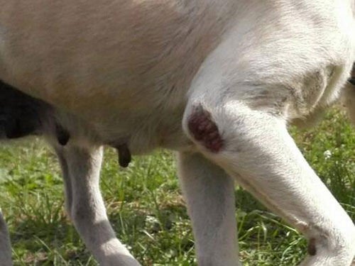 labradorka