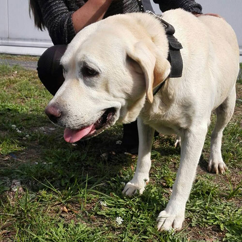 labradorka