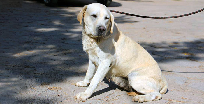 Labradorka Lili