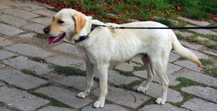sunia1