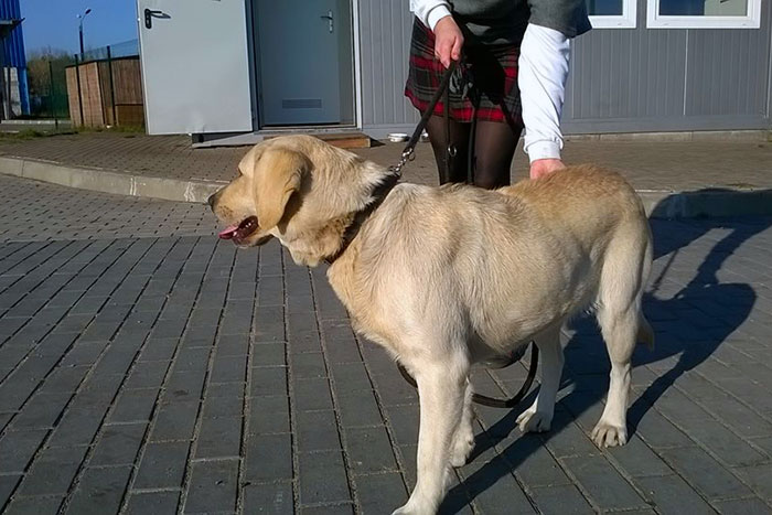 Labradorka wyrzucona z samochodu