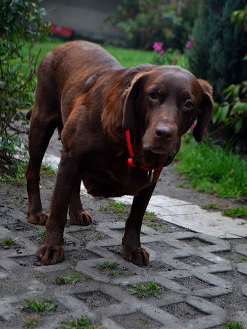 Labradorka Bisia