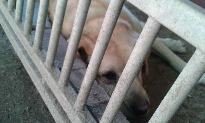Ciekawski Labrador