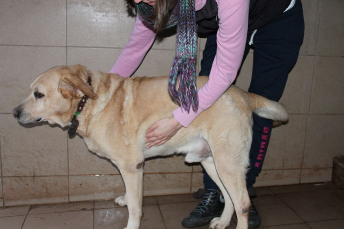 Ciekawski Labrador