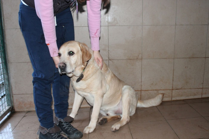 Ciekawski Labrador