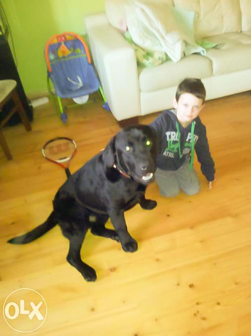 Labrador