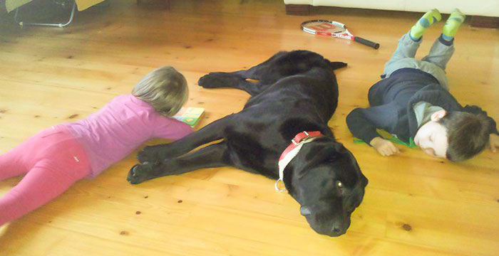 Labrador