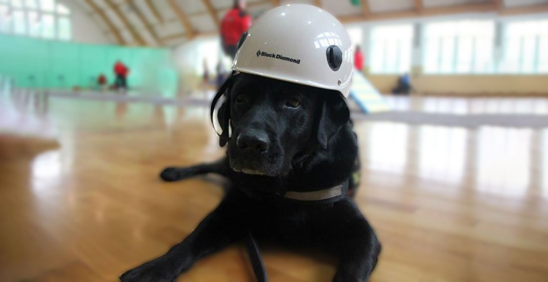Labrador ratownik