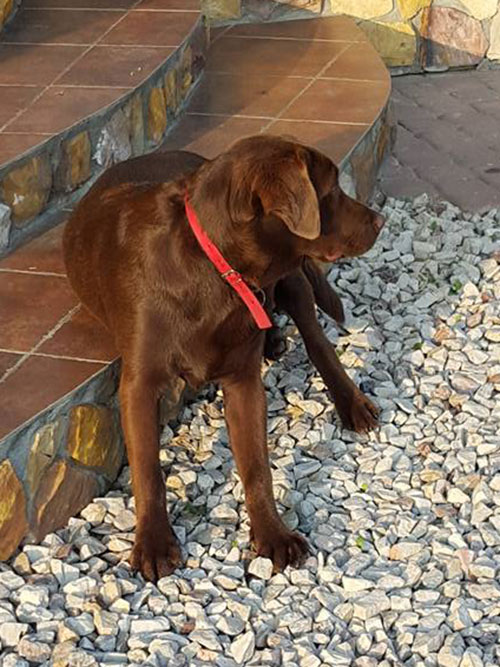 Labrador Lord