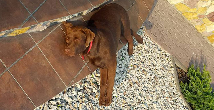 Labrador Lord