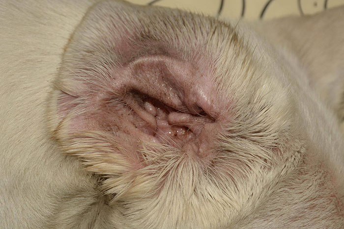 Labradorka Masza