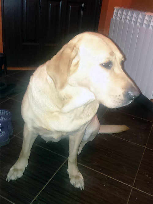 labradorka Zara
