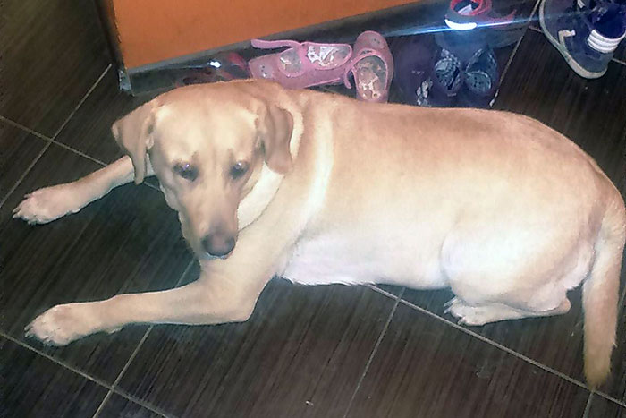 labradorka Zara