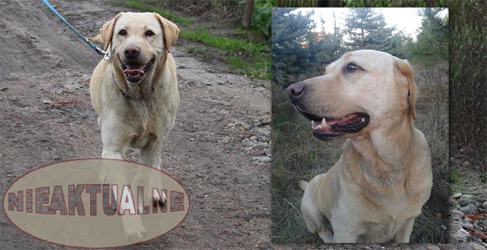 Labradorka Holly