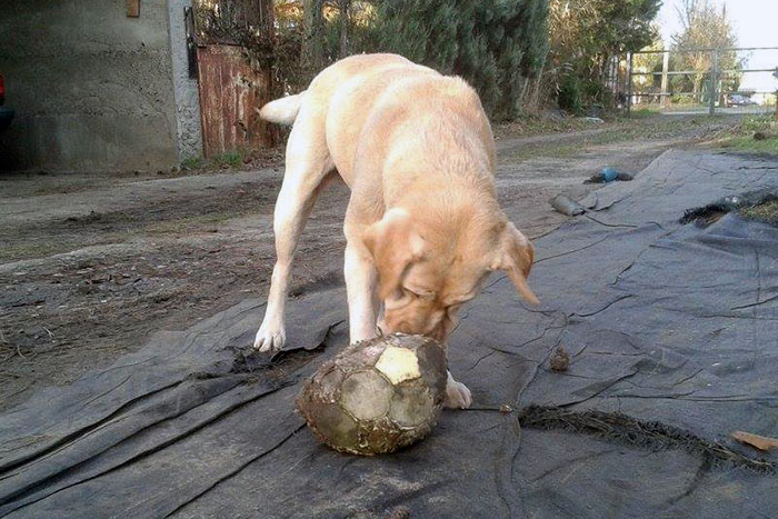 Labradorka Holly