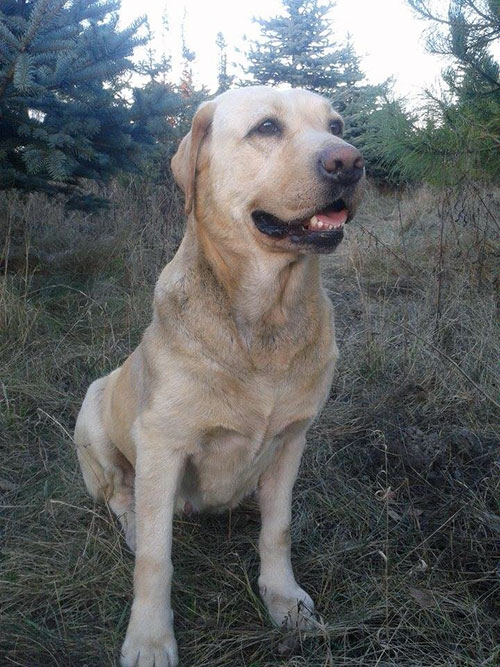 Labradorka Holly