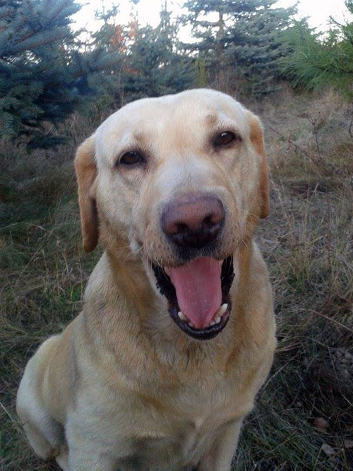 Labradorka Holly