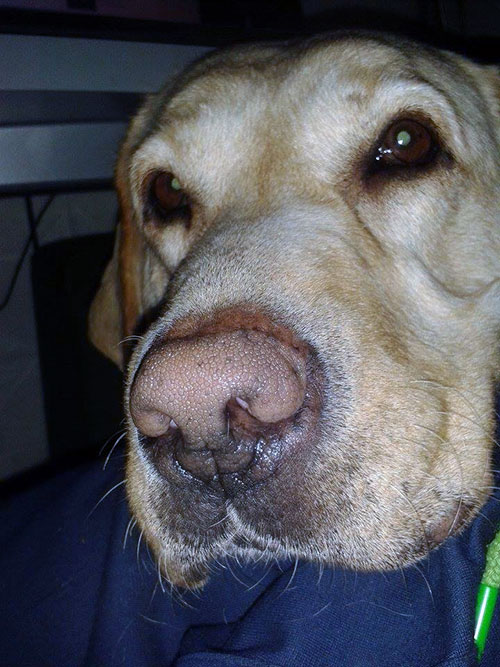 Labradorka Holly