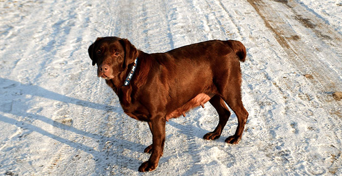 labradorka Bisia