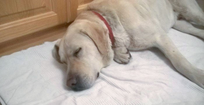 Labrador