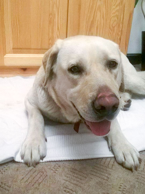 Labrador