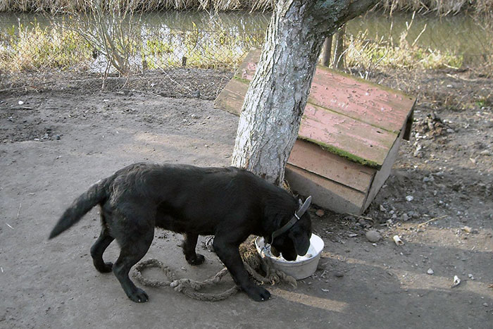 Borys