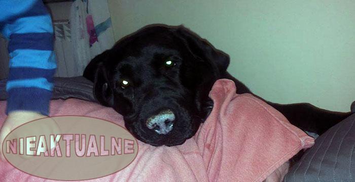 labrador